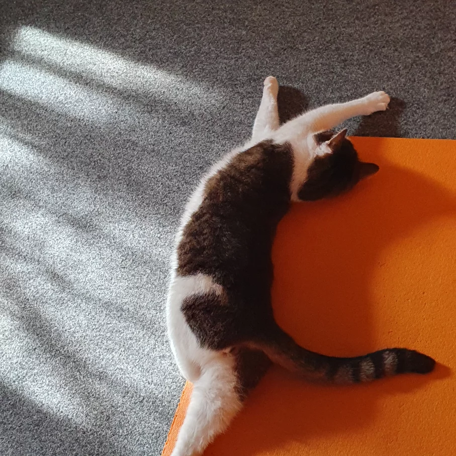 Yogastudio Susanne Simon